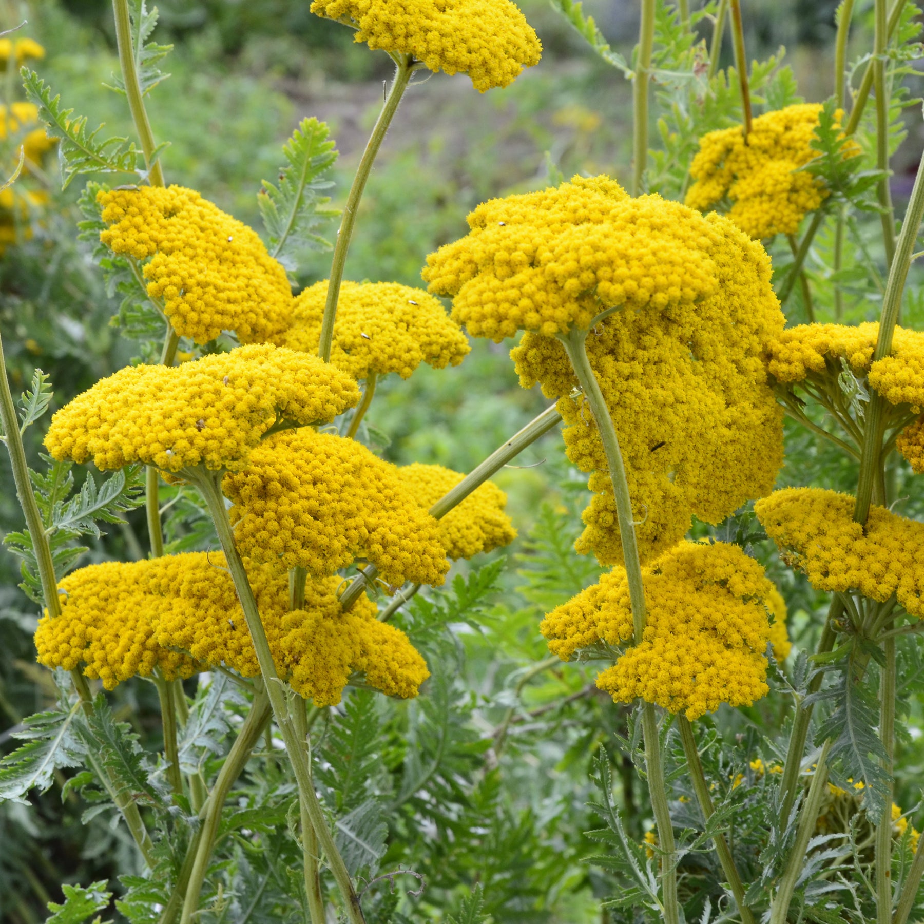 Duizendblad Cloth of Gold - Achillea filipendulina Cloth of Gold - Willemse