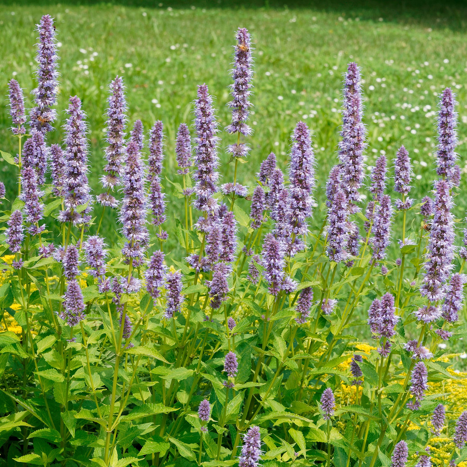 Dropplant - Willemse