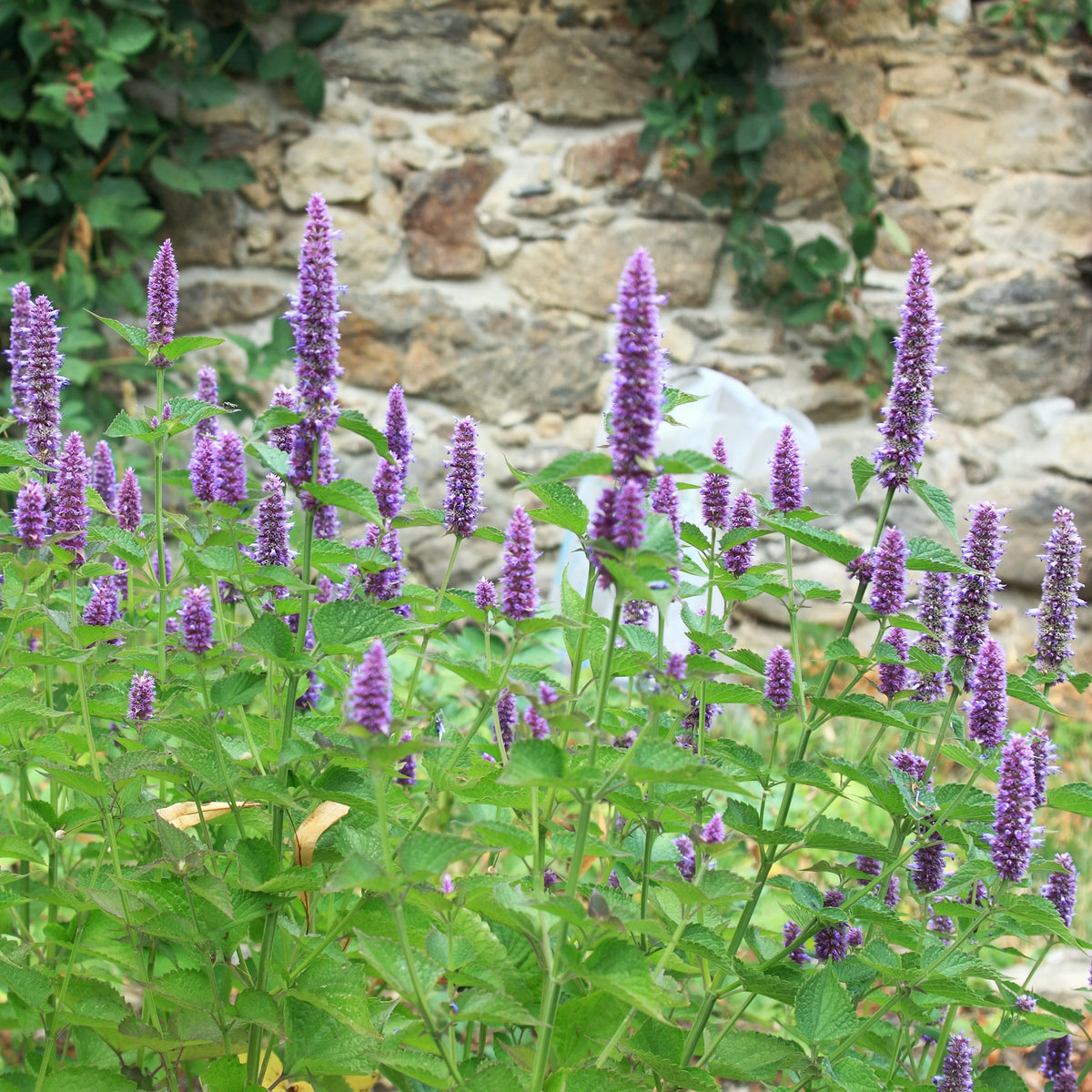 Agastache foeniculum - Dropplant - Agastache