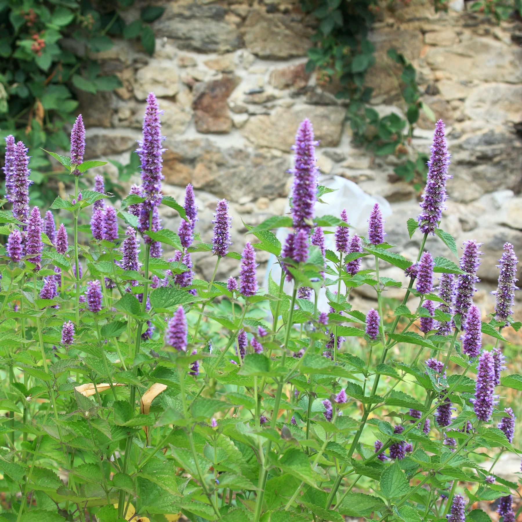 Agastache foeniculum - Dropplant - Agastache