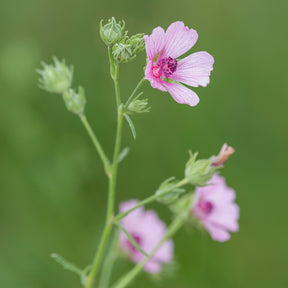 Verkoop Hennepbladstokroos - Althaea cannabina