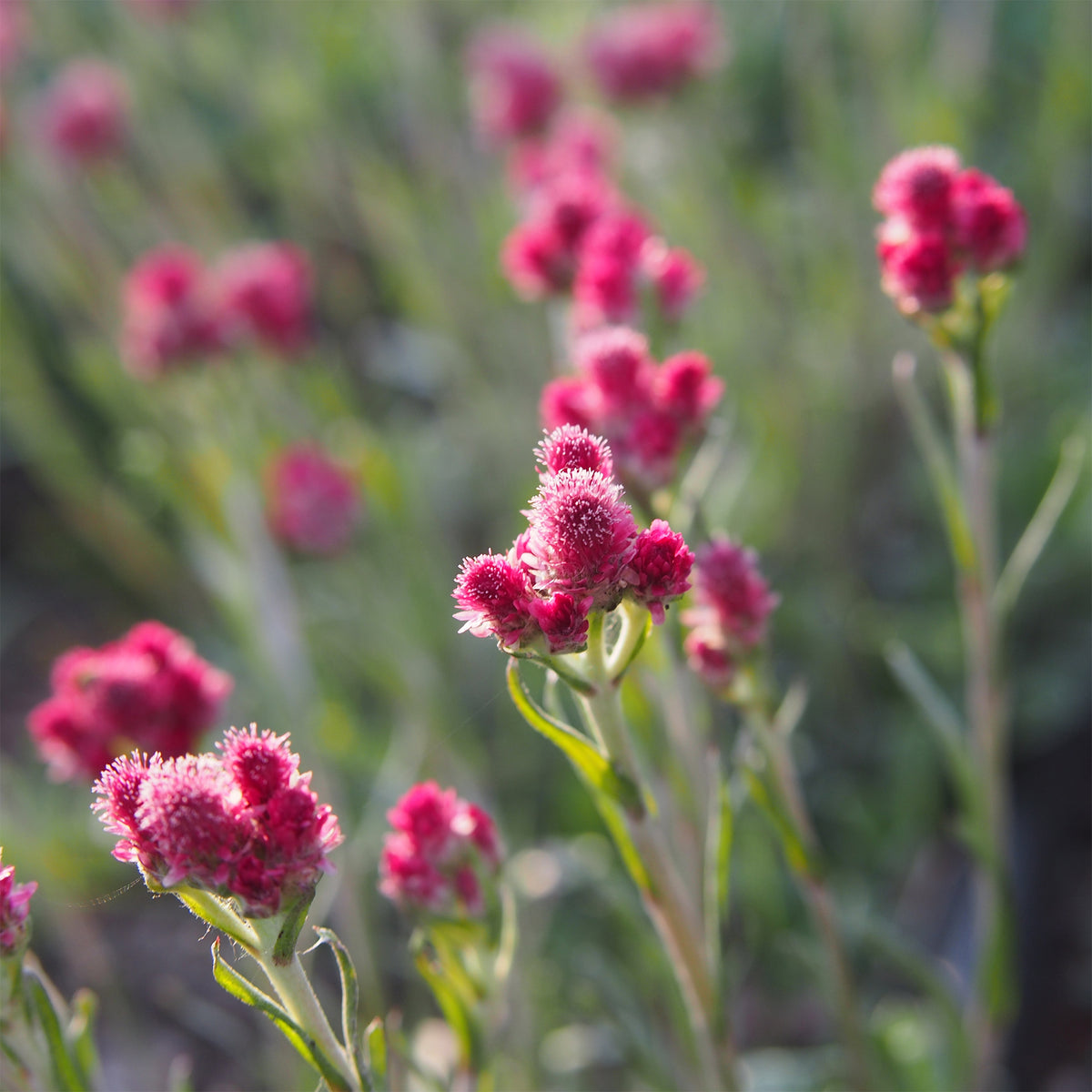 Rozenkransje - Willemse
