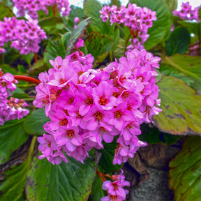 Schoenlappersplant pourpre - Bergenia purpurascens - Willemse