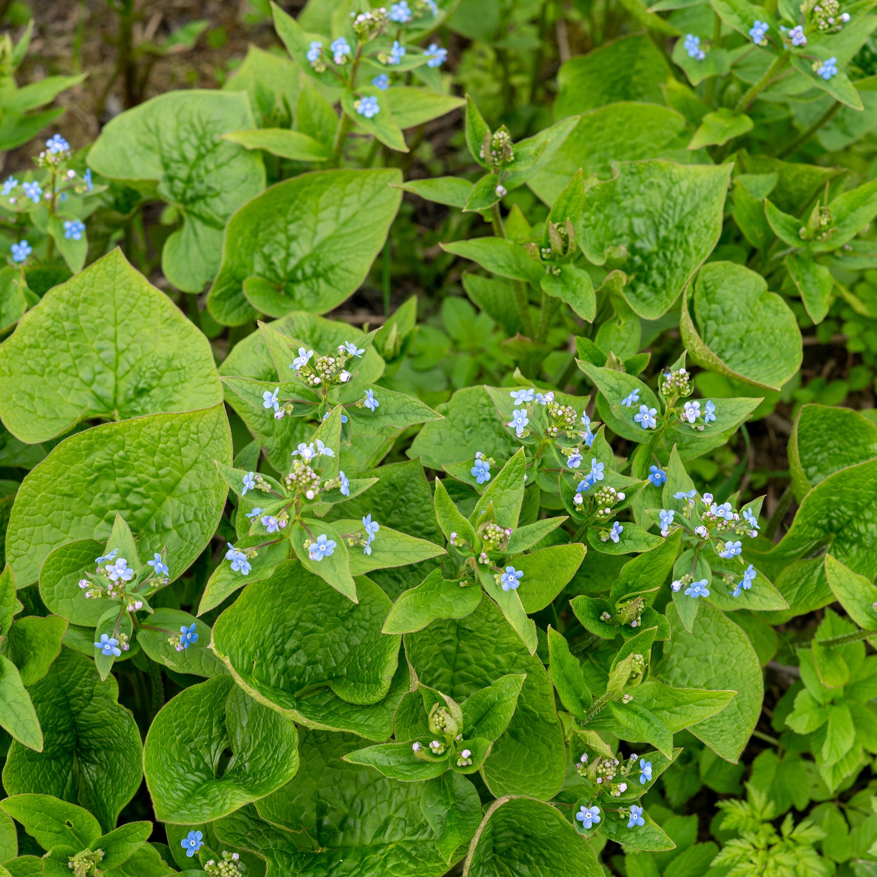 Brunnera sibirica - Kaukasische vergeet-mij-niet - Buglosse de Sibérie - Vaste planten