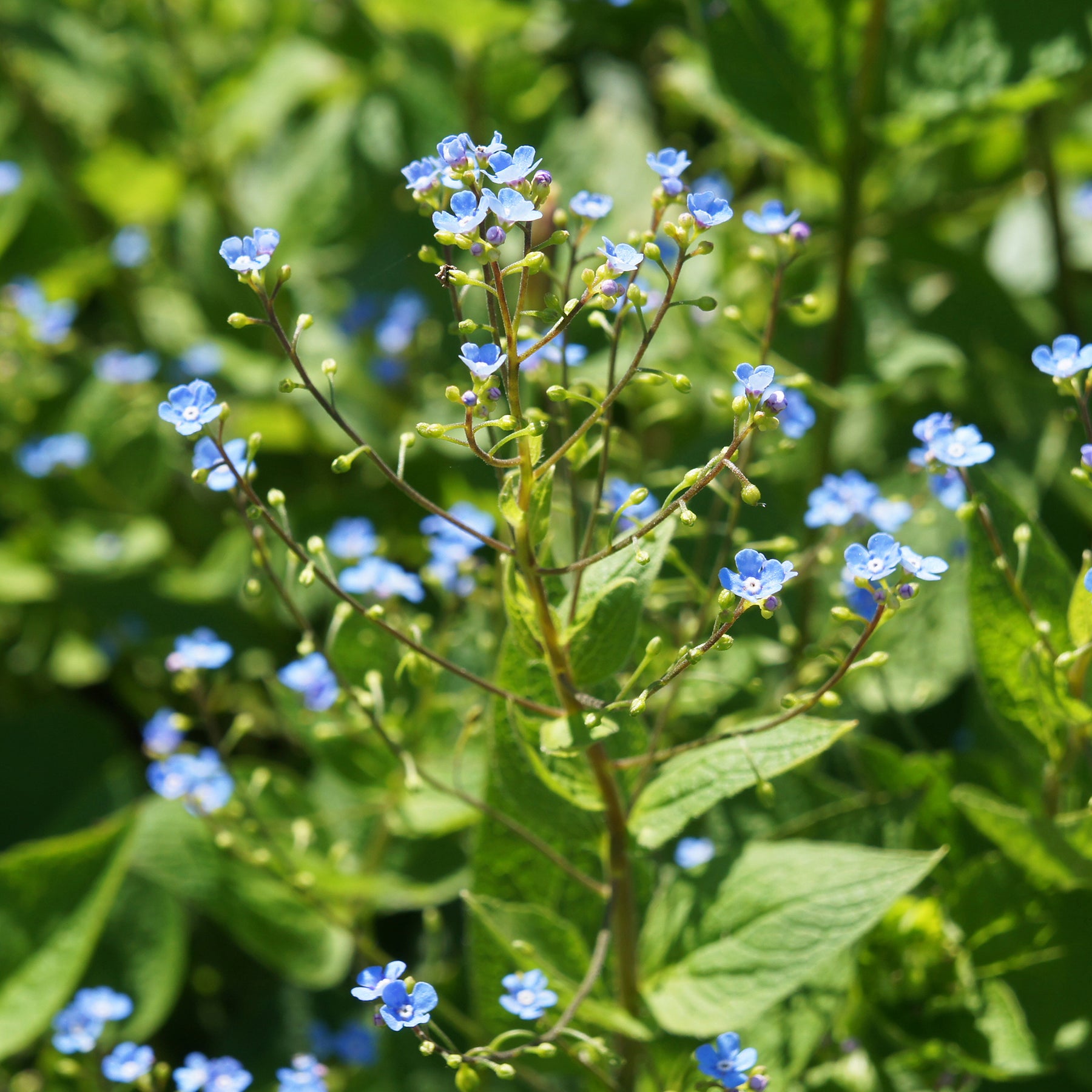 Kaukasische vergeet-mij-niet - Buglosse de Sibérie - Brunnera sibirica - Willemse
