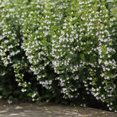 Bergsteentijm Clinopodium nepeta - Calamintha nepeta subsp. nepeta - Willemse