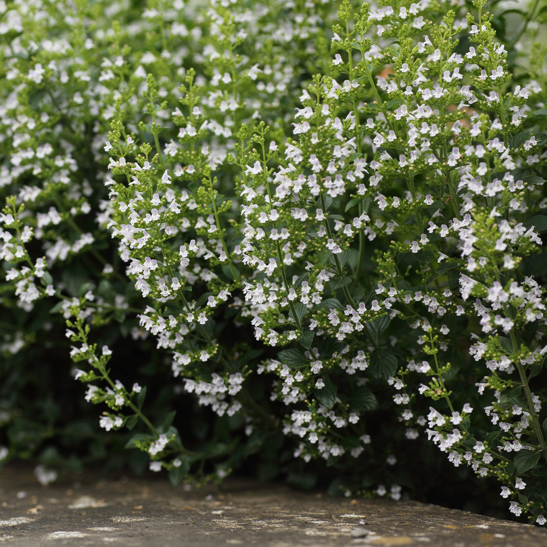 Bergsteentijm Clinopodium nepeta - Calamintha nepeta subsp. nepeta - Willemse