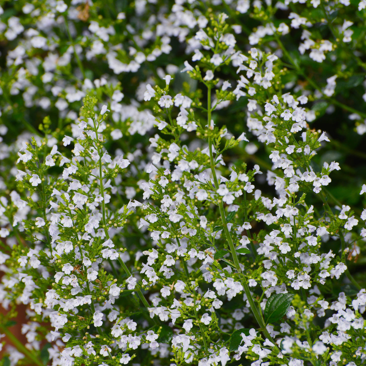 Bergsteentijm Clinopodium nepeta - Willemse