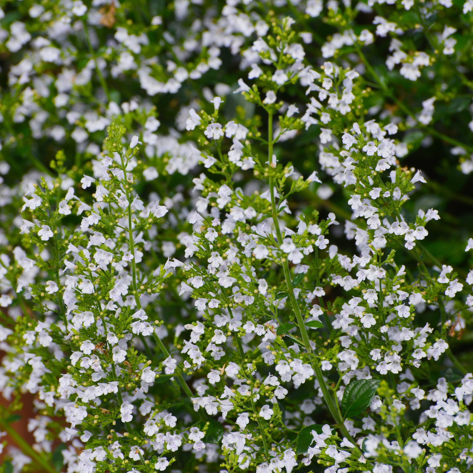 Bergsteentijm Clinopodium nepeta - Willemse