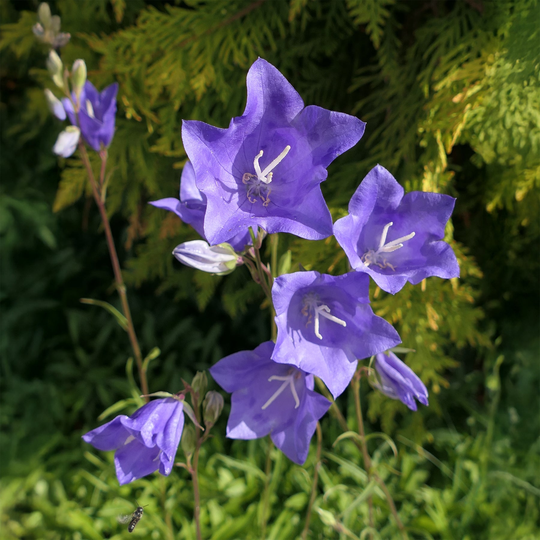 Klokjesbloem - Prachtklokje - Campanula persicifolia