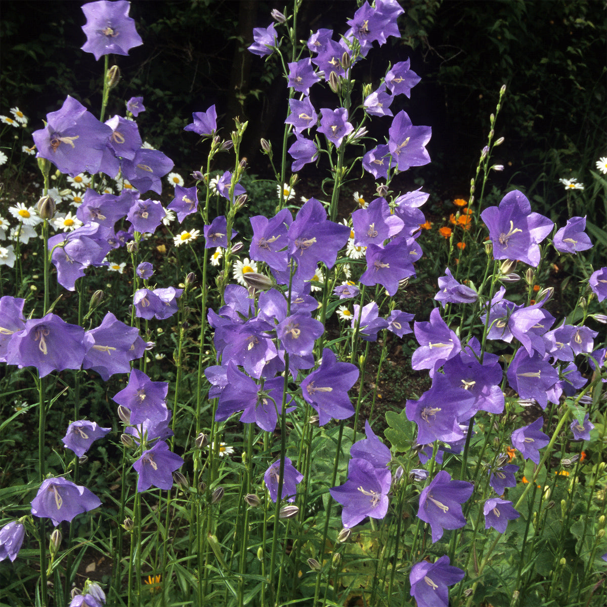 Campanula persicifolia - Prachtklokje - Klokjesbloem