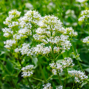 Witte valeriaan 'Albus' - Centranthus ruber albus - Willemse