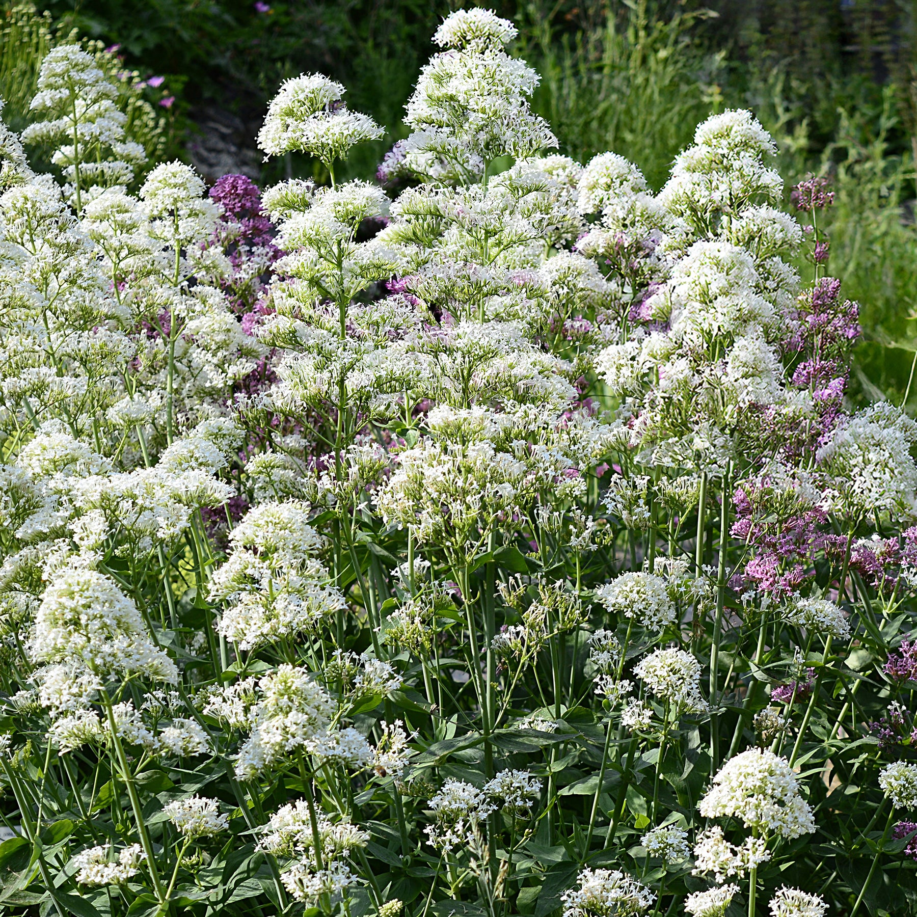 Centranthus ruber albus - Witte valeriaan 'Albus' - Bloeiende vaste planten
