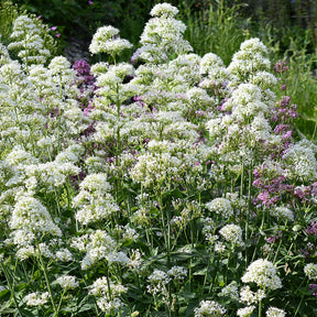 Centranthus ruber albus - Witte valeriaan 'Albus' - Bloeiende vaste planten