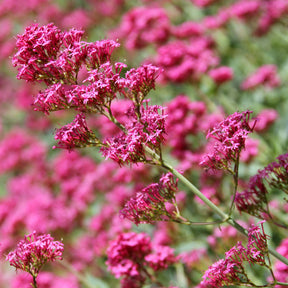Slangebaard Coccineus - Centranthus ruber coccineus - Willemse
