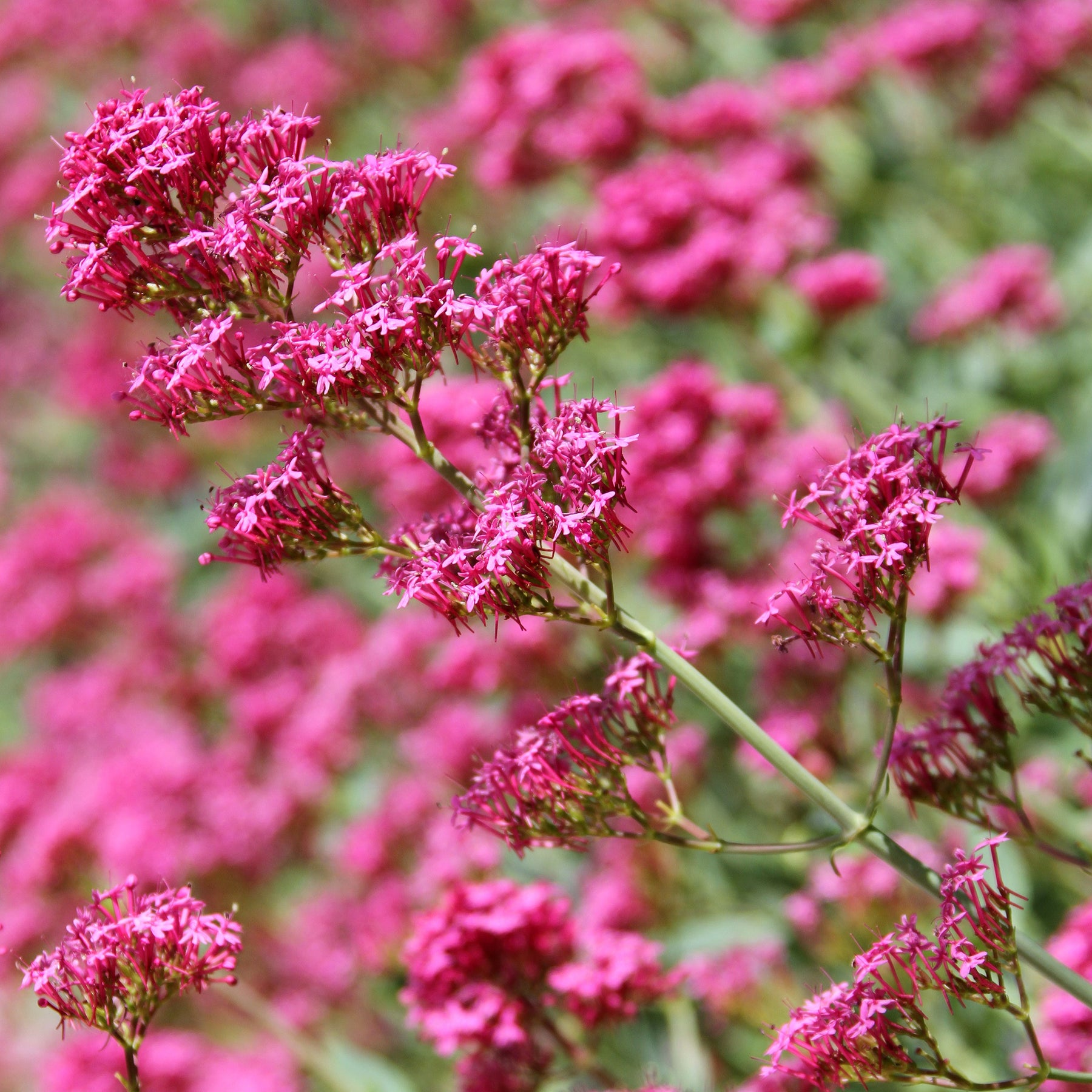 Spoorbloem - rood