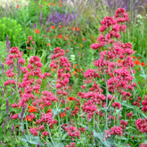 Centranthus ruber coccineus - Slangebaard Coccineus - Vaste planten