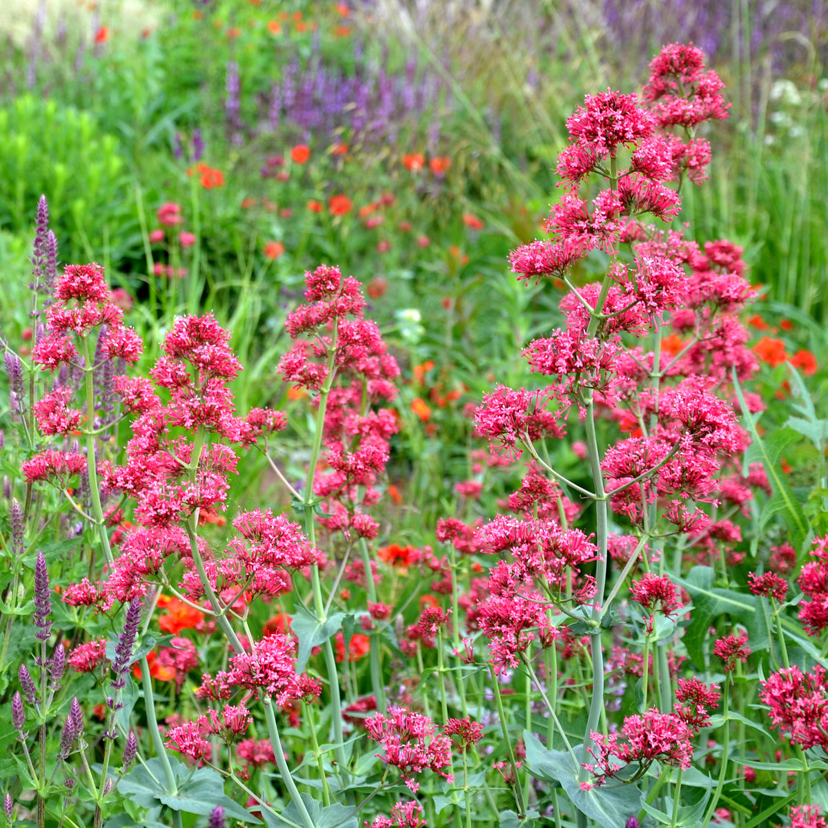 Spoorbloem - rood