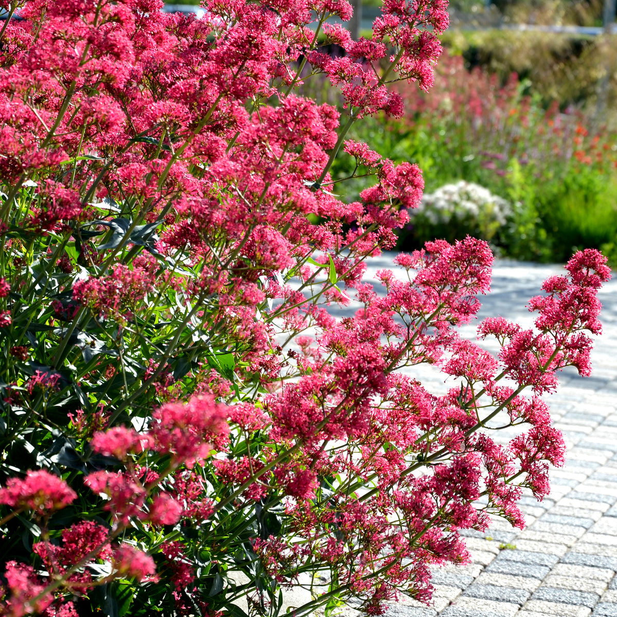 Slangebaard Coccineus - Willemse