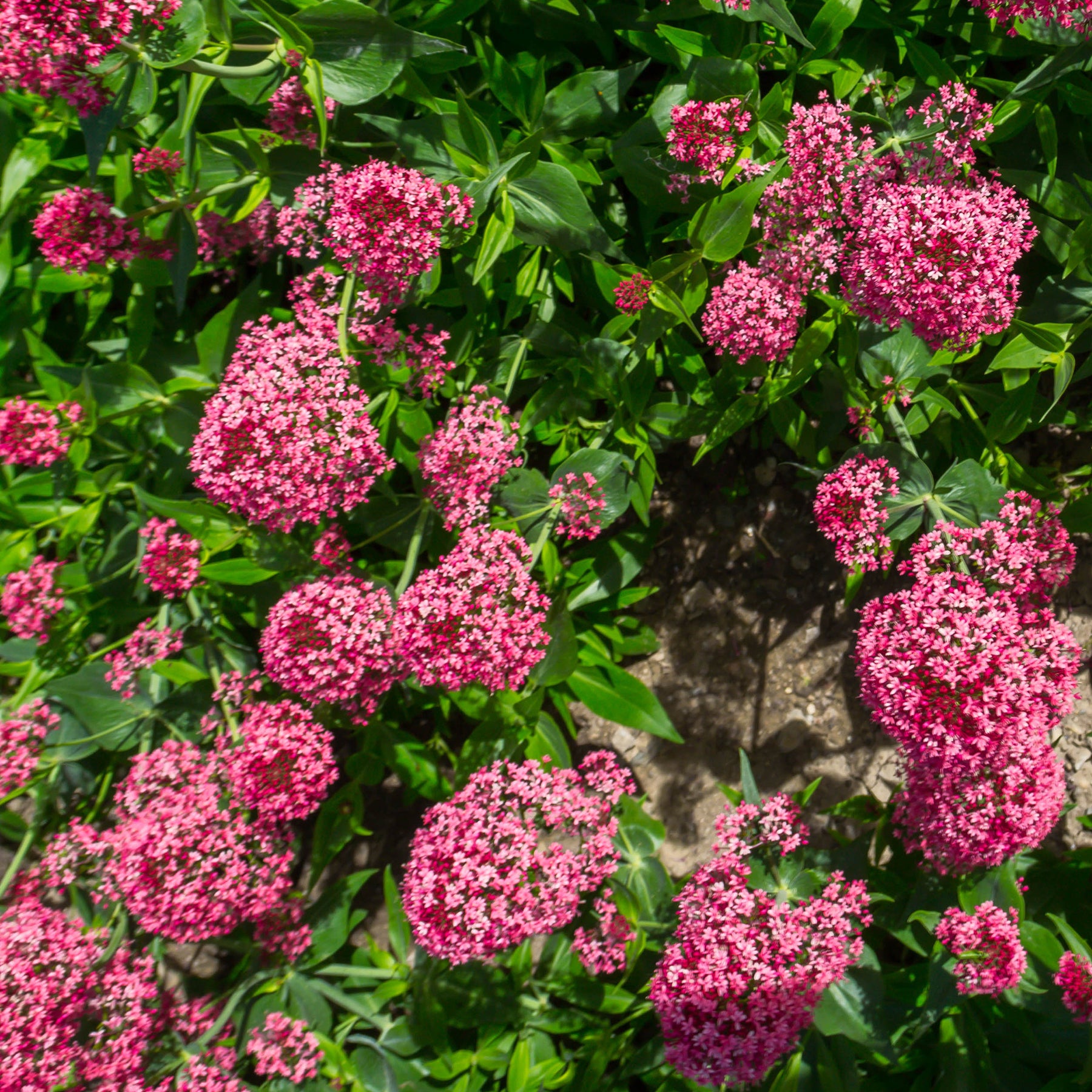 Centranthus ruber coccineus - Slangebaard Coccineus - Vaste planten