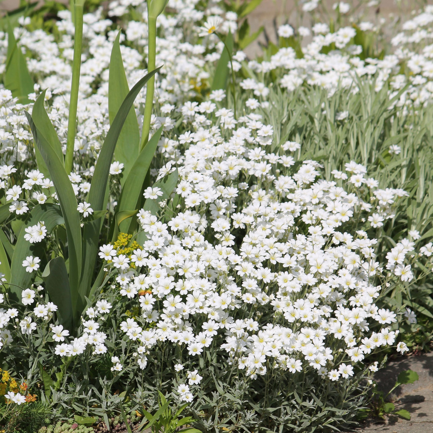 Hoornbloem - Cerastium biebersteinii - Willemse
