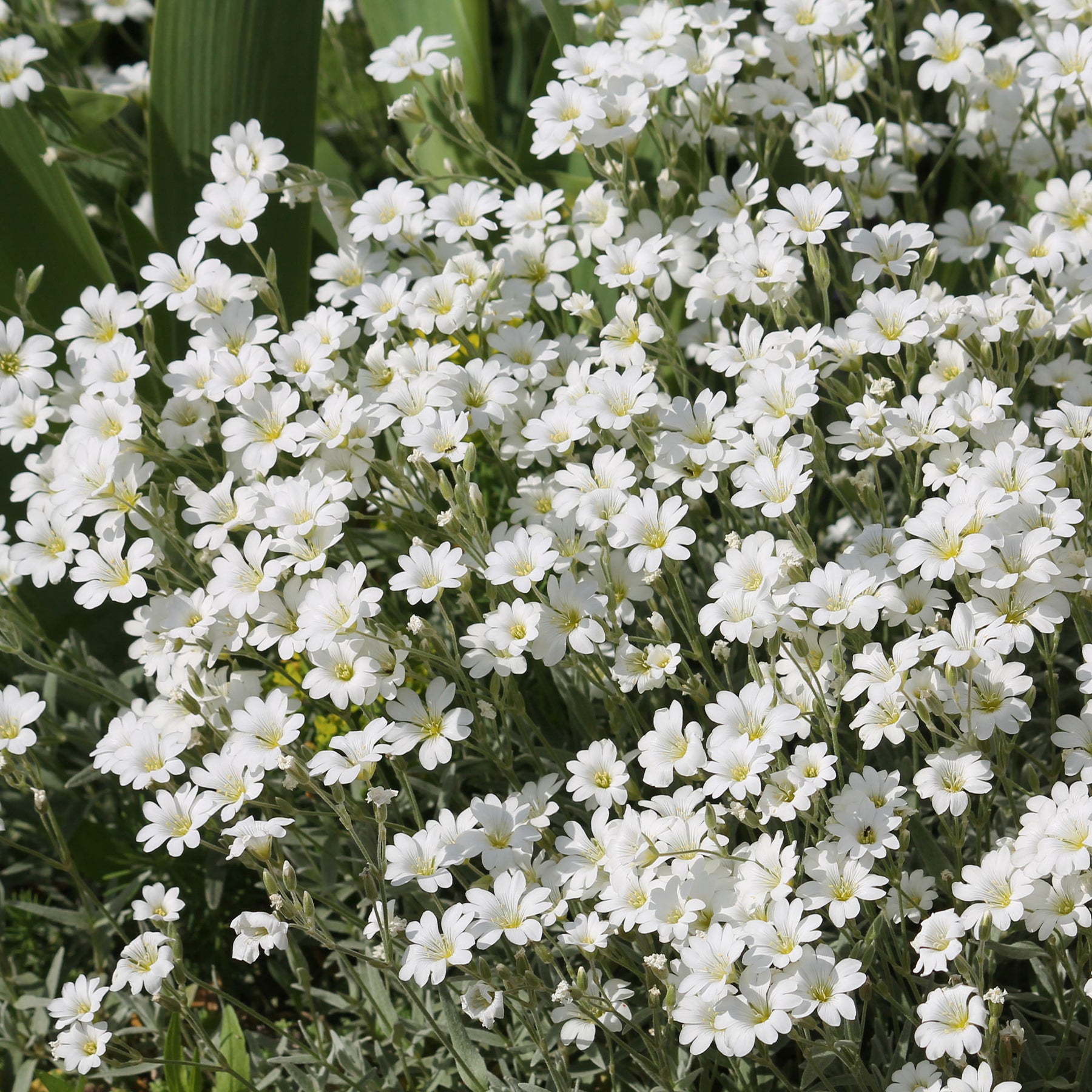 Hoornbloem - Willemse