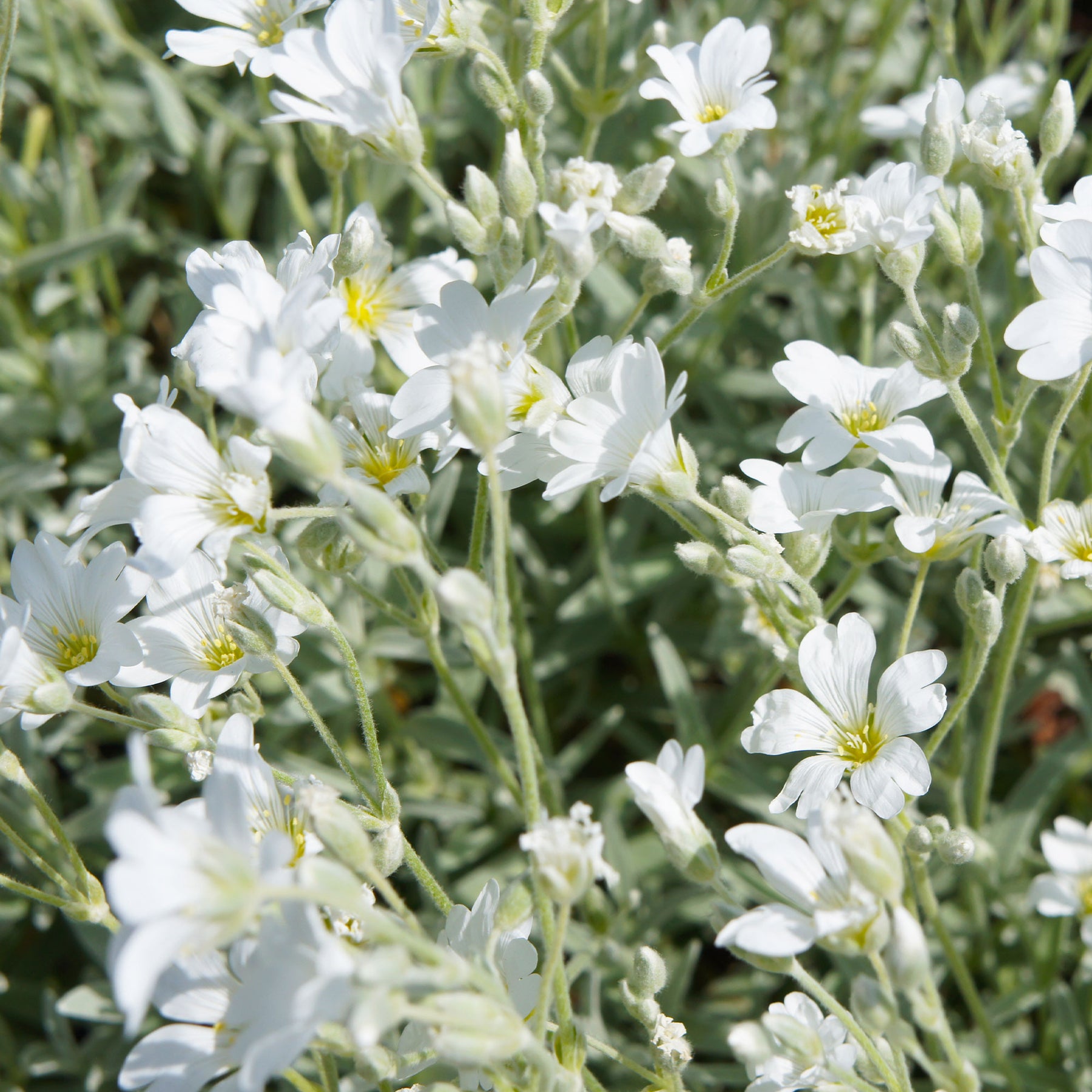Vaste planten - Hoornbloem - Cerastium biebersteinii