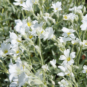 Vaste planten - Hoornbloem - Cerastium biebersteinii