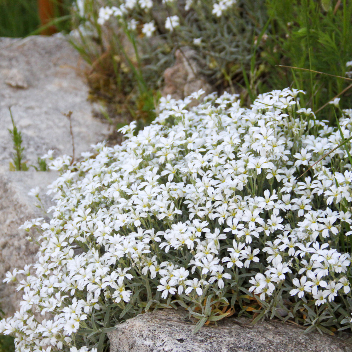 Viltige hoornbloem 'Yo Yo' - Cerastium tomentosum yo yo - Willemse