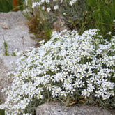 Viltige hoornbloem 'Yo Yo' - Cerastium tomentosum yo yo - Willemse
