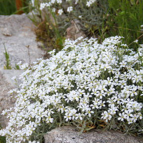 Viltige hoornbloem 'Yo Yo' - Cerastium tomentosum yo yo - Willemse