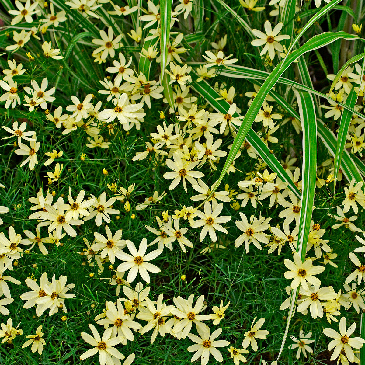 Coreopsis verticillata Moonbeam - Meisjesogen Moonbeam - Meisjesogen