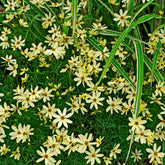 Coreopsis verticillata Moonbeam - Meisjesogen Moonbeam - Meisjesogen