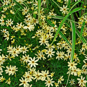 Coreopsis verticillata Moonbeam - Meisjesogen Moonbeam - Meisjesogen