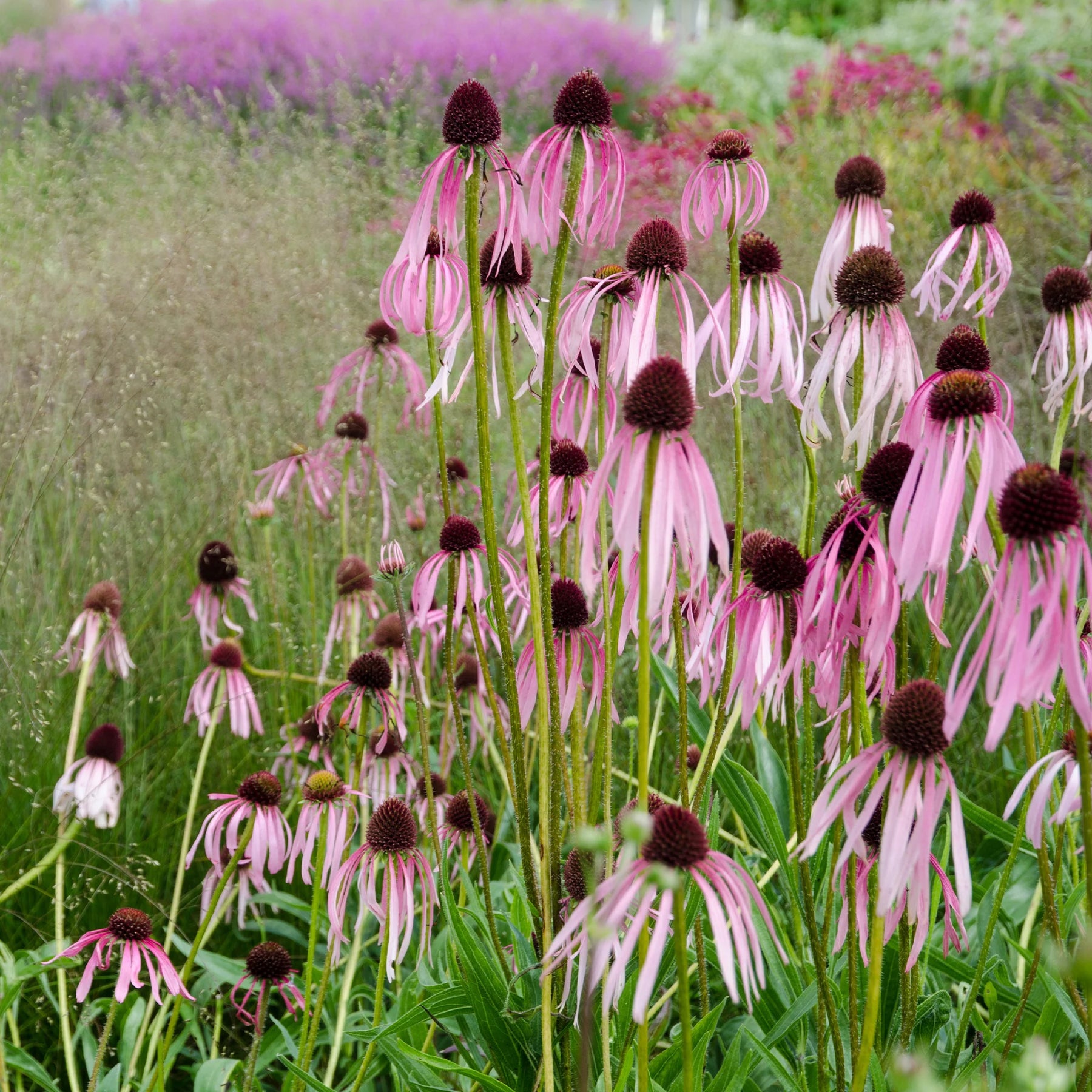 Verkoop 5 vaste planten voor zonnige border - Deschampsia cespitosa, Gaura lindheimeri, Nepeta faassenii, Perovskia atriplicifolia, Echinacea pallida                