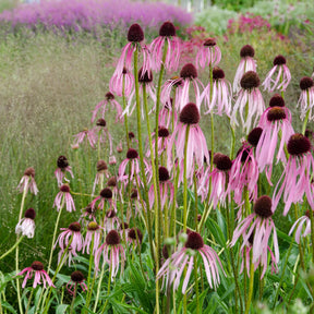 Verkoop 5 vaste planten voor zonnige border - Deschampsia cespitosa, Gaura lindheimeri, Nepeta faassenii, Perovskia atriplicifolia, Echinacea pallida                