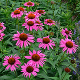 Zonnehoed Fatal Attraction Zonnehoed - Willemse