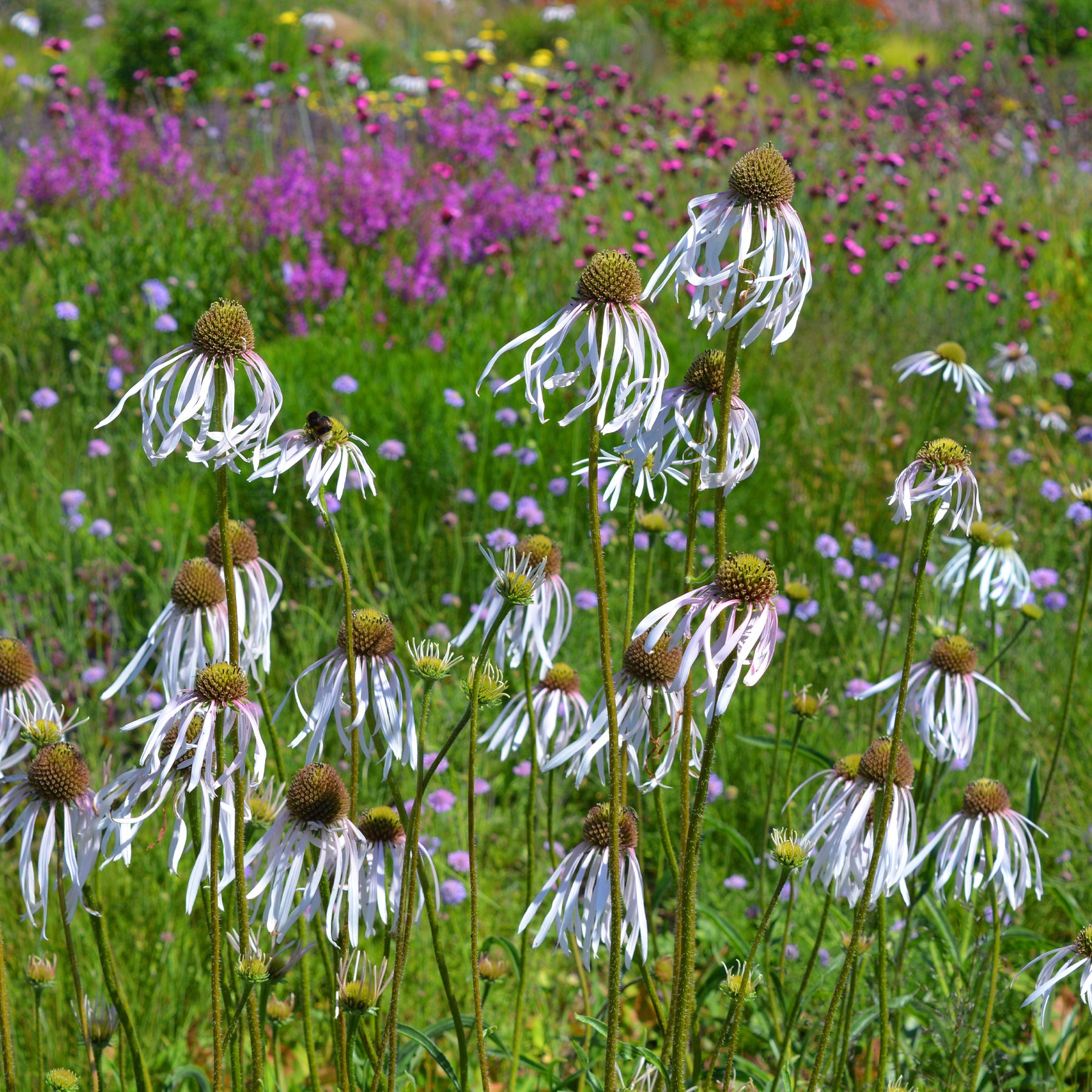 Verkoop Egelzonnehoed Hula Dancer - Echinacea pallida Hula Dancer