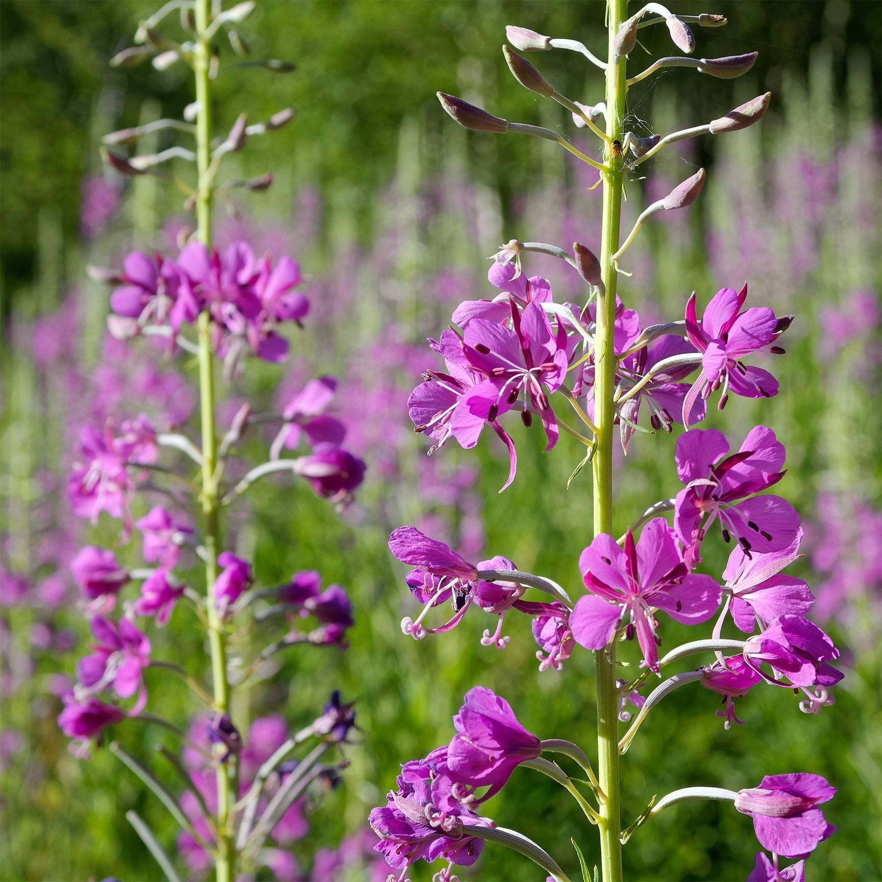 Basterdwederik Saint-Antoine - Epilobium angustifolium - Willemse