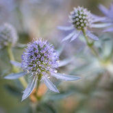 Kruisdistel Blauer Zwerg - Eryngium planum Blauer Zwerg - Willemse