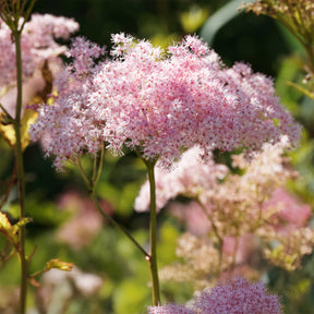 Knolspirea Venusta - Willemse