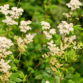 Knolspirea - Willemse