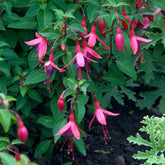 Bellenplant 'Tom Thumb' - Willemse