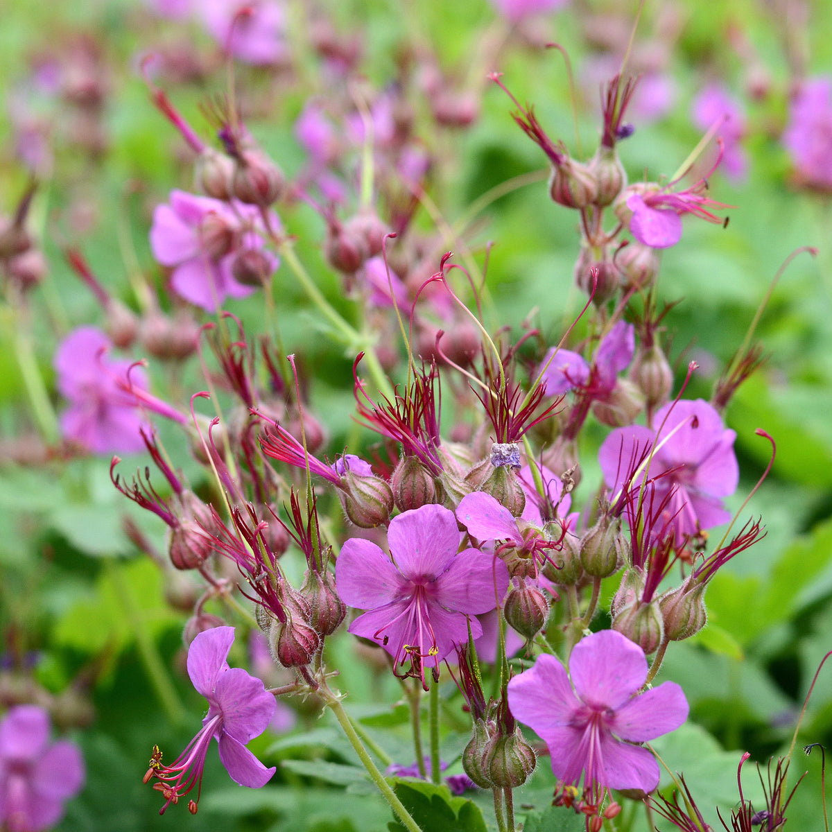 Rotsooievaarsbek - Geranium macrorrhizum - Willemse