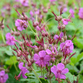 Rotsooievaarsbek - Geranium macrorrhizum - Willemse