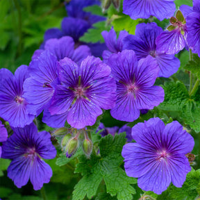 Ooievaarsbek 'Rosemoor' - Geranium x magnificum Rosemoor - Willemse