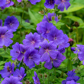 Ooievaarsbek 'Rosemoor' - Willemse