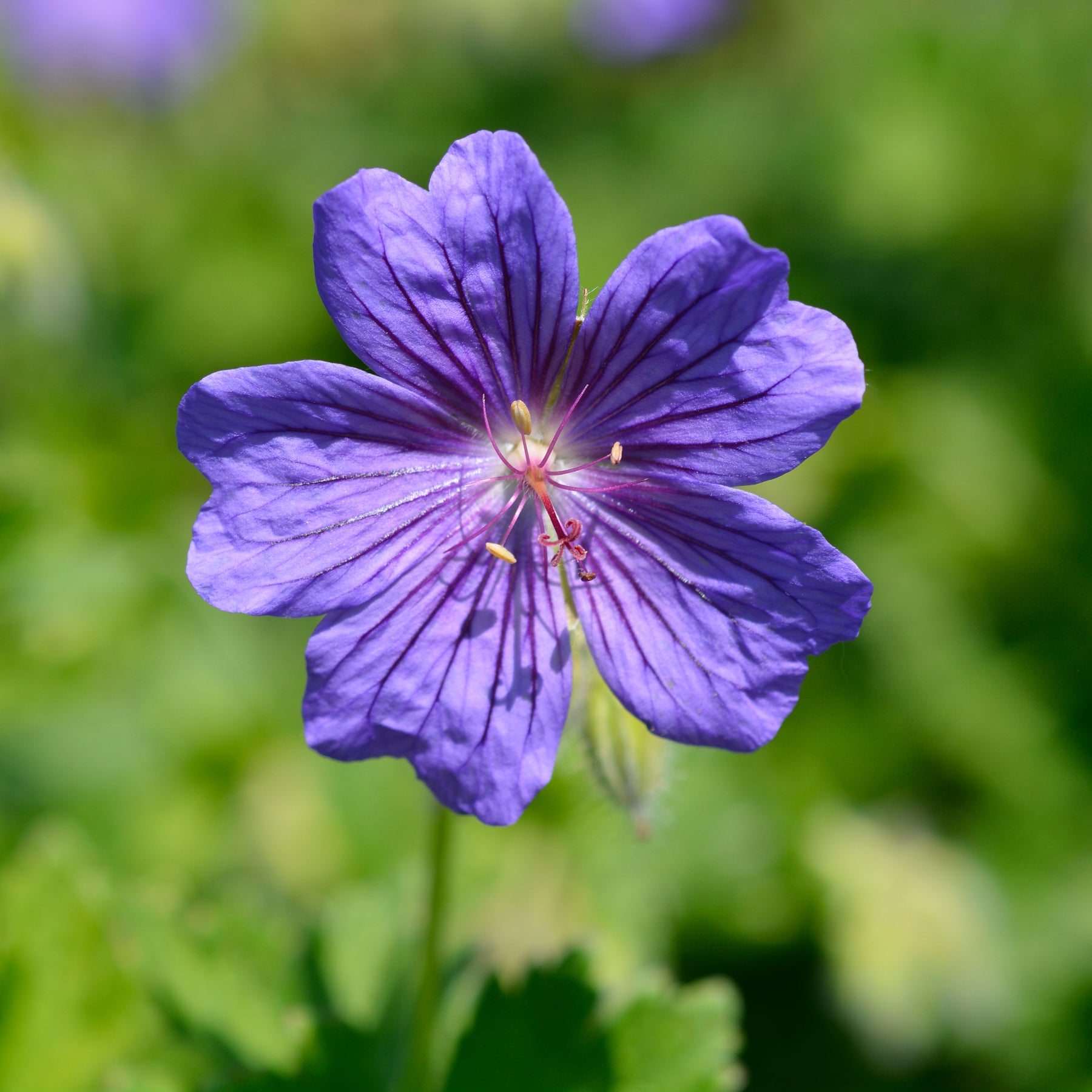 Geranium x magnificum Rosemoor - Ooievaarsbek 'Rosemoor' - Geraniums