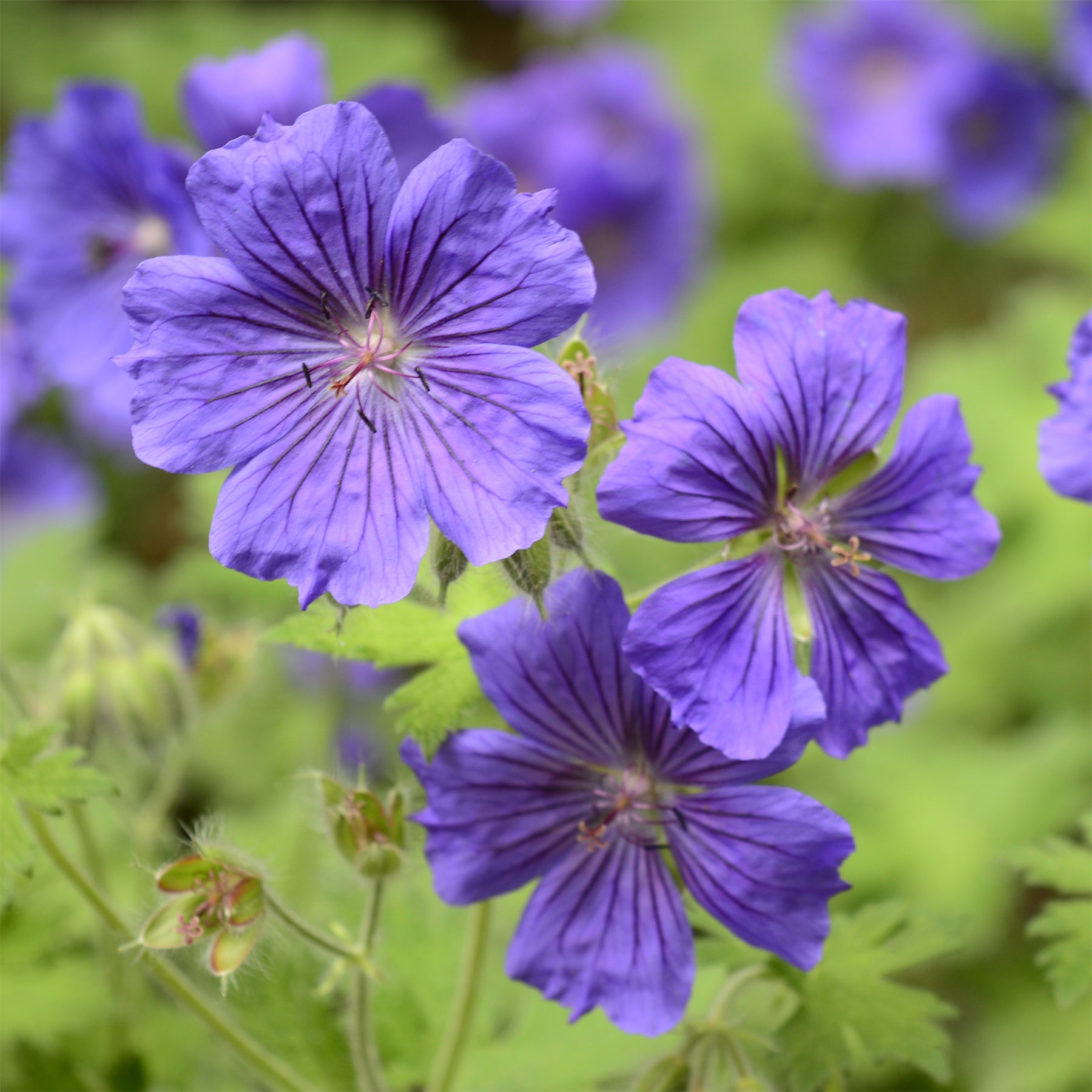Verkoop Ooievaarsbek 'Rosemoor' - Geranium x magnificum Rosemoor