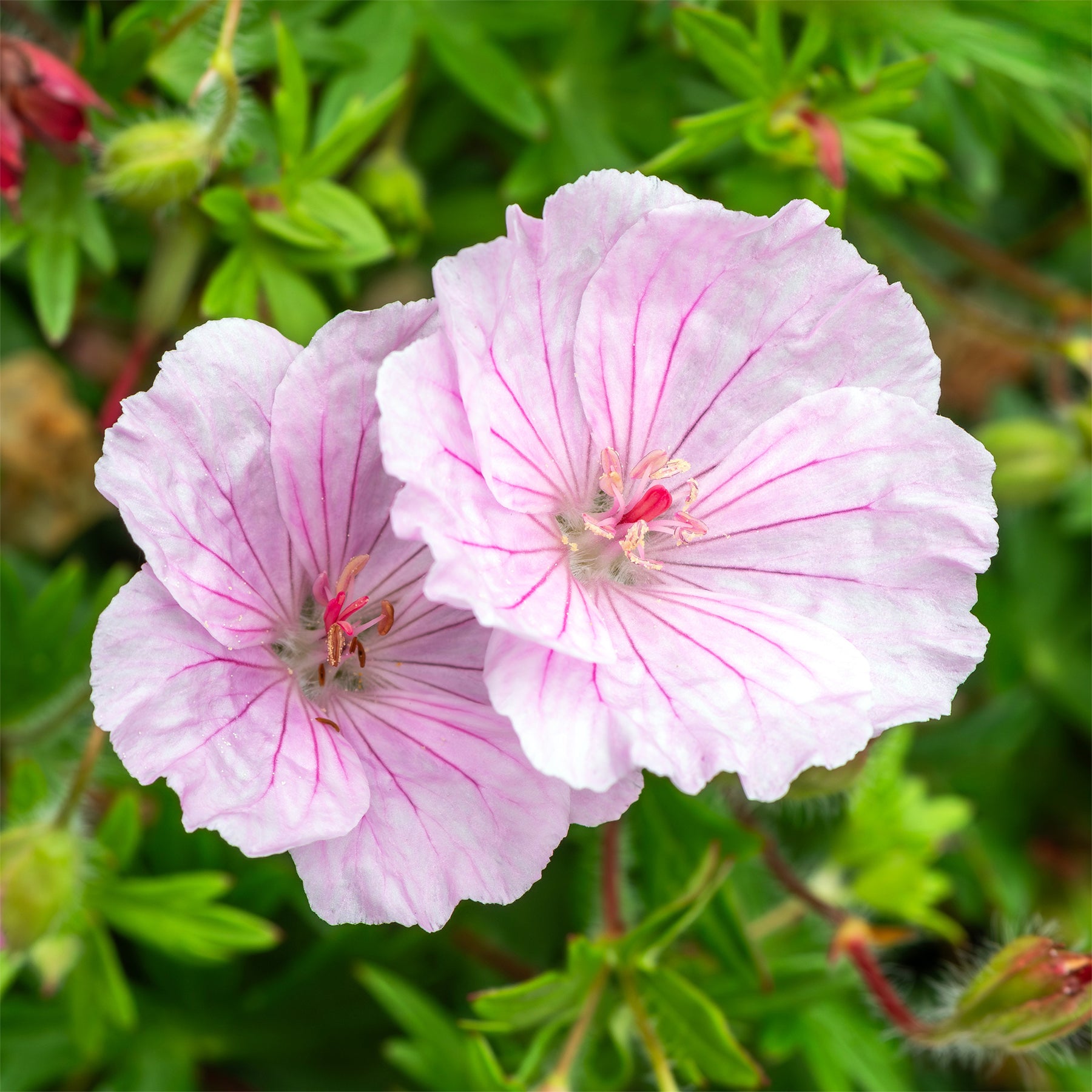 Geranium sanguineum striatum - Bloedooievaarsbek 'Striatum' - Geraniums